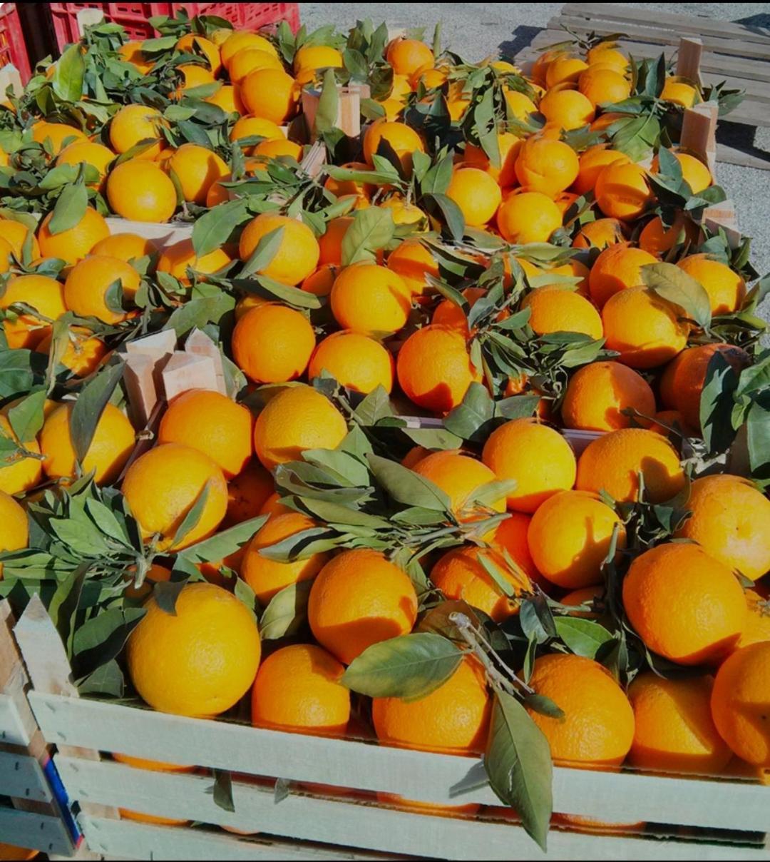 Sicilian Garden