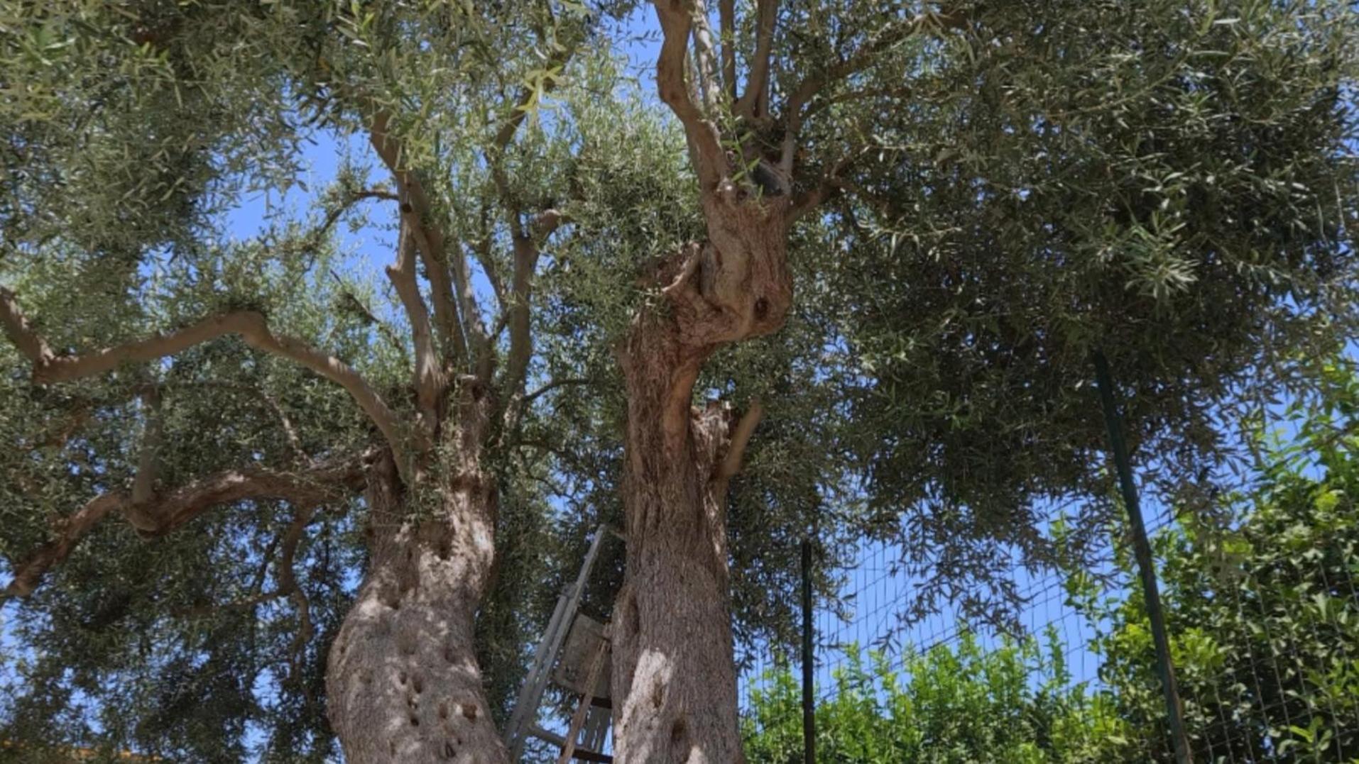 Sicilian Garden Apartment *